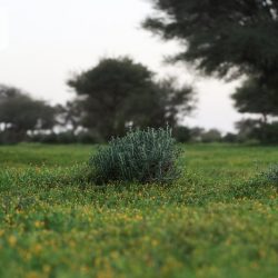 مهرجان شتوي يقام سنويا في منتزهات الغضا بمحافظة عنيزة ويشمل العديد من الفعاليات التي تناسب كافة شرائح المجتمع.