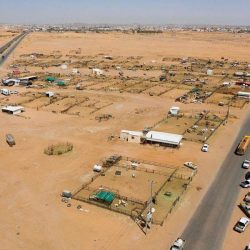 تعليم تبوك يحقق ( 18) ميدالية في المسابقة العالمية “الكانجارو” 2020 للرياضيات