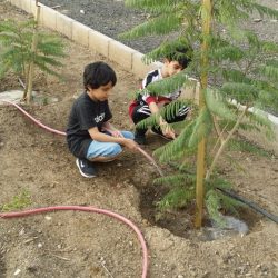أمانة عسير تقيم مبادرةً لزراعة الأشجار احتفاءً باليوم الوطني