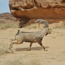 الأمن العام يحذر من «الفوركس» غير المرخص