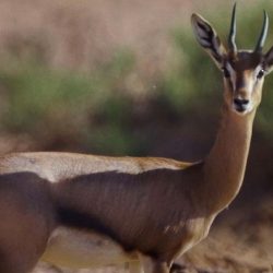 سمو أمير الجوف يستقبل مدير فرع وزارة الرياضة ويكرم عددًا من الرياضيين