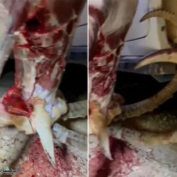 فيديو | متحدث البيئة : خدمة ترخيص استيراد الخضراوات والفواكه تهدف لضبط الجودة وتعزيز الأمن الغذائي