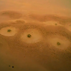 الشؤون الإسلامية تعيد افتتاح 13 مسجداً بعد تعقيمها في 5 مناطق