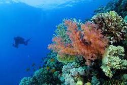 تعود نشأتها لعصر ما قبل الميلاد.. تعرّف على آثار قريَّة التاريخية في منطقة تبوك (فيديو)