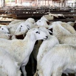 تهيئة الميادين والساحات العامة لراحة الحاج والزائر في المدينة المنورة