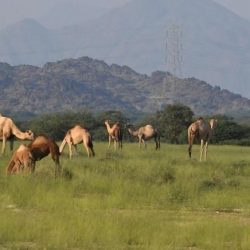 وكيل محافظة محايل يدشن فعاليات مهرجان العسل الثاني بمركز بحر أبو سكينة 