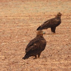 الحسيكاني من النجمة الى الوحدة العاصمي