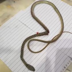 تفاصيل إغلاق طريق الأمير سلطان بمكة المكرمة مؤقتاً