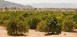 نجران” تنتج 300 الف طن من الحمضيات المتنوعه.