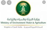 “البيئة”: اللائحة التنفيذية لإدارة البيئة البحرية والساحلية تحدد مسؤوليات 3 مراكز الوطنية