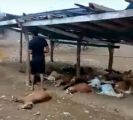 #شاهد ..  نفوق قطيع من #الأغنام بمحافظة الدرب بـ #جازان بسبب صاعقة رعدية