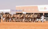 مهرجان الإبل: 4 آلاف مستفيد من مركز الخدمات المشتركة خلال أسبوع
