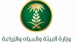 “البيئة” تتوجه لتشمل السبخات الملحية الداخلية والساحلية بالتشجير البيئي