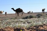 بوادر الربيع بتبوك تستهل بساطها الأخضر بـ” زهرة الأقحوان “