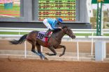 نادي سباقات الخيل يقيم حفل سباقه الثامن على كأس وزارة النقل وجائزة النادي التقديرية بالطائف