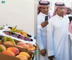 مهرجان المانجو الأول في أملج يختتم فعالياته