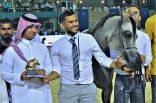 البطولة الدولية لجمال الجواد العربي تختتم منافسات اليوم الأول