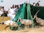 “المها العربي ” في محمية نيوم لأول مرة منذ 100عام