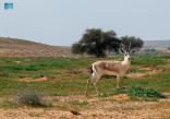 محمية الإمام تركي بن عبدالله الملكية تفعِّلُ الاحتفاء باليوم العالمي للحياة الفطرية