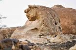 سياحة وترفيه / صخرة على هيئة “نمر عربي” تتوسّد حرة القفيف .. في تكوين جيولوجي بديع