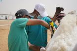2870 فحصاً أجراها مركز ” وقاء ” للإبل المشاركة في مهرجان جادة الإبل بتبوك