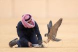 240 صقراً تتنافس بأشواط اليوم الثاني لمهرجان الملك عبدالعزيز للصقور