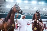 اختتام منافسات بطولة الشقب الدولية لجمال الخيل