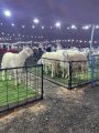 ” بيئة الطائف ” تشارك في ملتقى نوادر الأغنام الحرية بركن توعوي