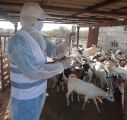 “وقاء عسير” يبدأ حملة التحصين لأكثر من مليون رأس ماشية ضد مرض الحمى القلاعية لعام 2024م 