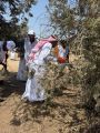 *المركز الوطني لتنمية الغطاء النباتي ومكافحة التصحر يُطلق مبادرة تقليم أشجار العرعر في منطقة عسير*