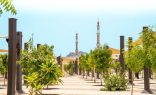 زراعة 60 ألف شجرة في المشاعر المقدسة لبيئة أكثر راحة للحجاج 