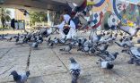 في أجواء السلام والسكينة.. هكذا ترحّب طيور الحرم المكي بضيوف الرحمن