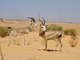 المركز الوطني لتنمية الحياة الفطرية يطلق 82 كائنًا فطريًا في محميتي الغراميل ووادي نخلة بالعلا