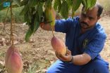 50 عامًا.. شاهدة على أقدم شجرة مانجو في المملكة ..