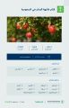 “البيئة”: 30.1 ألف طن إنتاج المملكة من فاكهة الرمان وتحقق اكتفاءً ذاتيًا بنسبة 34%