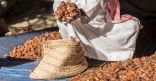 31 مليون نخلة في السعودية.. أمن غذائي وصناعة تحويلية