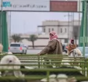 انطلاق فعاليات مهرجان أصول الأغنام المحلية بالحدود الشمالية