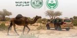 القوات الخاصة للأمن البيئي توقف (144) مخالفًا لنظام البيئة لارتكابهم مخالفات رعي