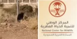 الحياة الفطرية توضح حقيقة الفيديو المتداول لكائن غريب بمنتزه المربع بأحد رفيدة