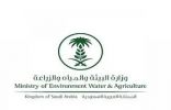 فيديو | متحدث البيئة : خدمة ترخيص استيراد الخضراوات والفواكه تهدف لضبط الجودة وتعزيز الأمن الغذائي