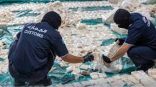 إحباط تهريب أكثر من 8.7 مليون حبة كبتاجون بميناء جدة الإسلامي