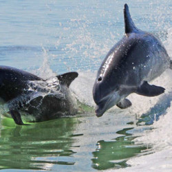 هل نشهد قريباً على أسرع إنترنت على متن الرحلات الجوية