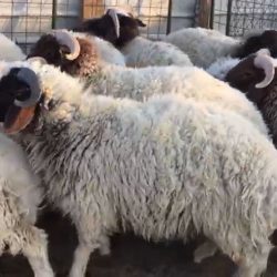 يوم الوطن بالرياض.. قلوبٌ تبتهج وأخرى تتوشّح بالأخضر و”تويتر” يُشيد