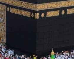 مصادرة “إبل سائبة” بمخططات جنوب مكة.. والأمانة توجه رسالة