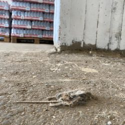 تعليم تبوك يحقق مراكز متقدمة في البرنامج الوزاري أولمبياد الخط العربي والزخرفة الإسلامية