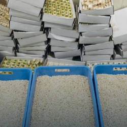 ولي العهد يوجه بإقامة عدد من سباقات الهجن في المملكة خلال الفترة المقبلة