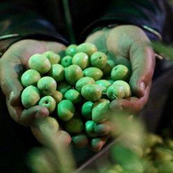 جمعية الكشافة تعرض تجربتها في تحقيق أهداف التنمية المستدامة بالجامبوري ( جوتا وجوتي )