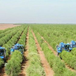 مبيعات مهرجان الزيتون الأول بالباحة قاربت نصف المليون ريال