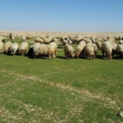 صحة الطائف ضمن المراكز الأخيرة في «رضا المرضى»