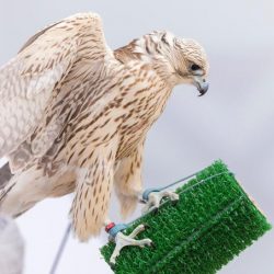 مركز الملك سلمان للإغاثة يوقع اتفاقية تعاون مشترك – عبر الاتصال المرئي – مع منظمة الصليب الأحمر الفلبيني لتوزيع سلال غذائية في مدينة مراوي